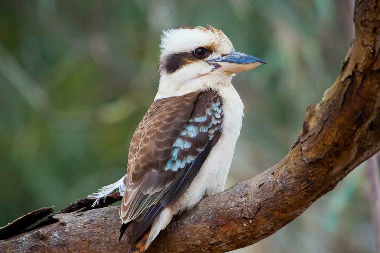 Le Kooka Arras Exterior foto